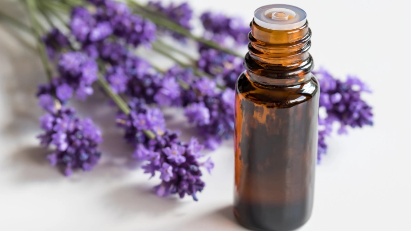 Lavender Essential Oil is NOT safe for cats