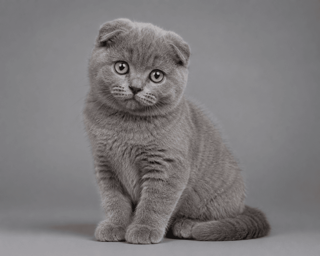 Grey Scottish Fold British Shorthair mix kitten with folded ears