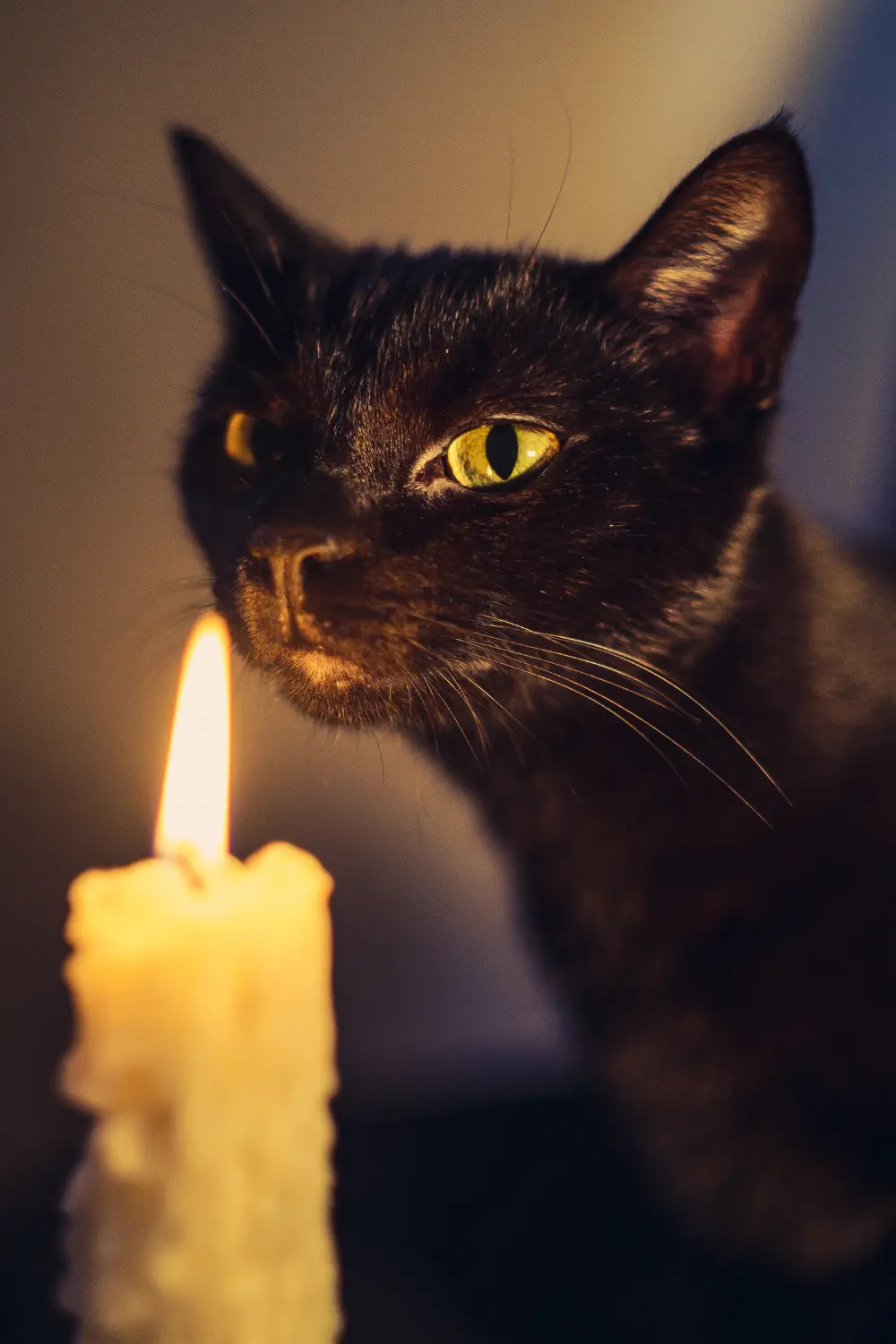 Are Candles Bad for Cats?