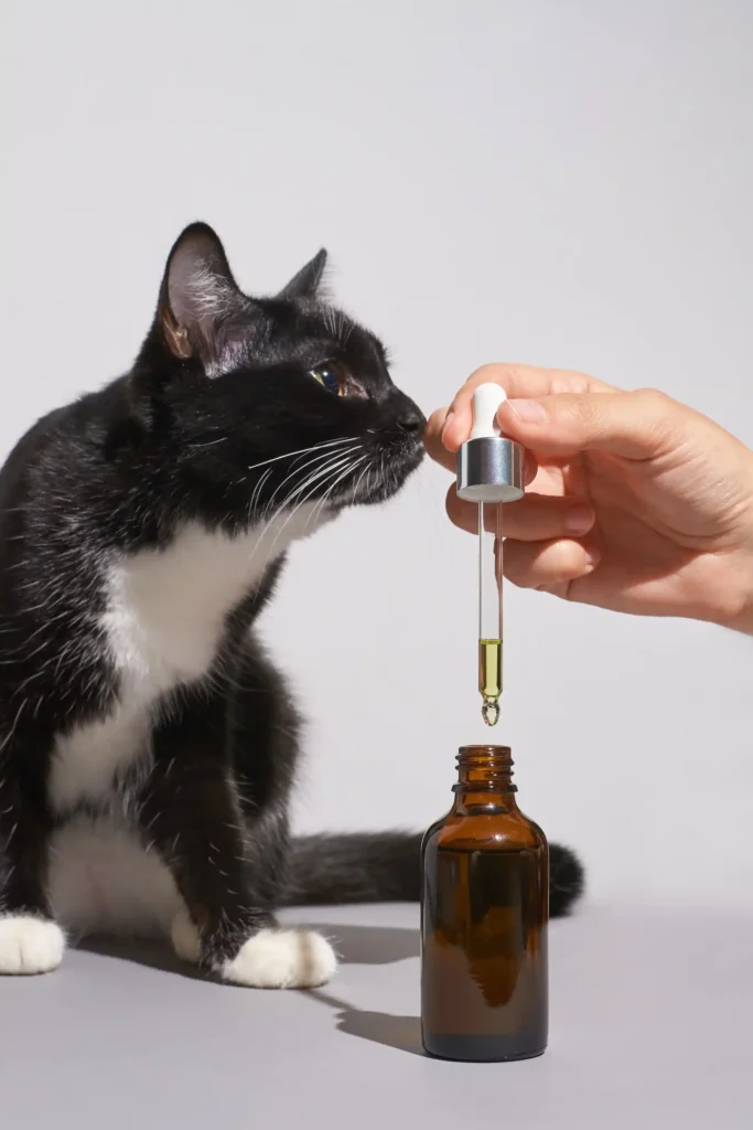 Essential Oils and Feline Liver Function