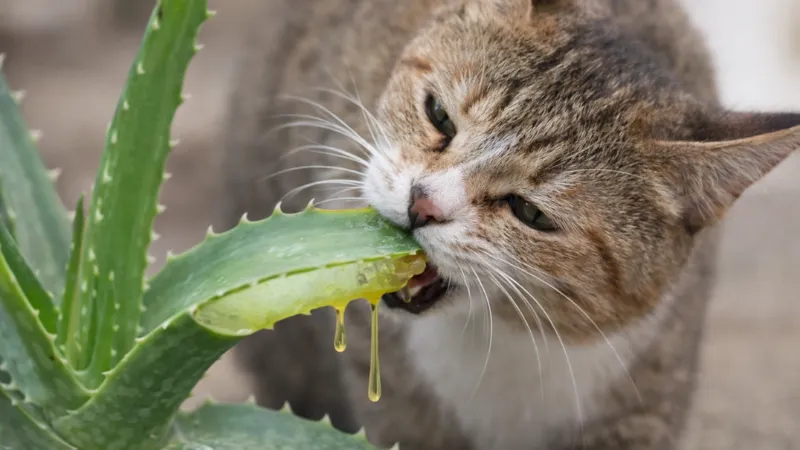 A cat chewing on an aloe vera leaf, highlighting why plant placement matters in homes with cats