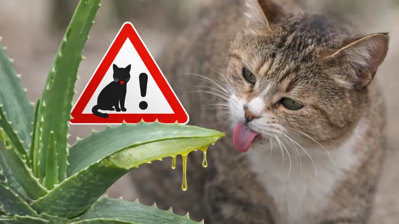 A gray cat biting an aloe vera plant leaf, showing a common risk scenario for cats and houseplants