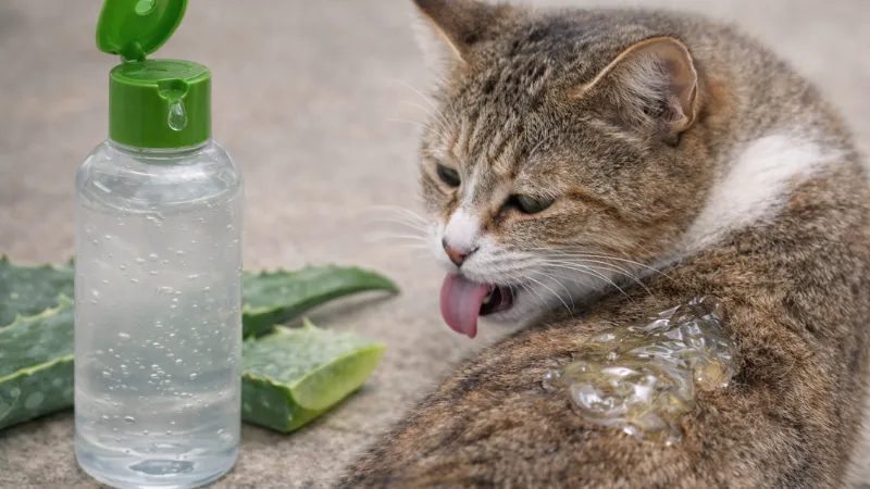 A cat with aloe vera gel on its fur near an aloe plant and bottle, showing a common exposure risk for cats