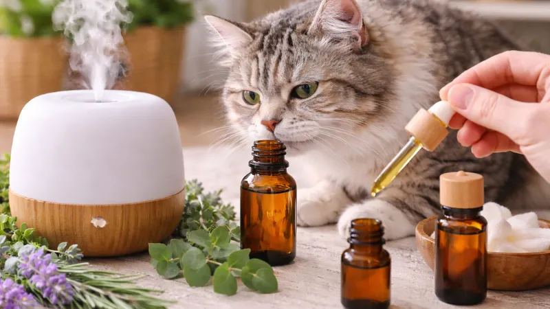A cat near an essential oil diffuser and open oil bottles indoors.