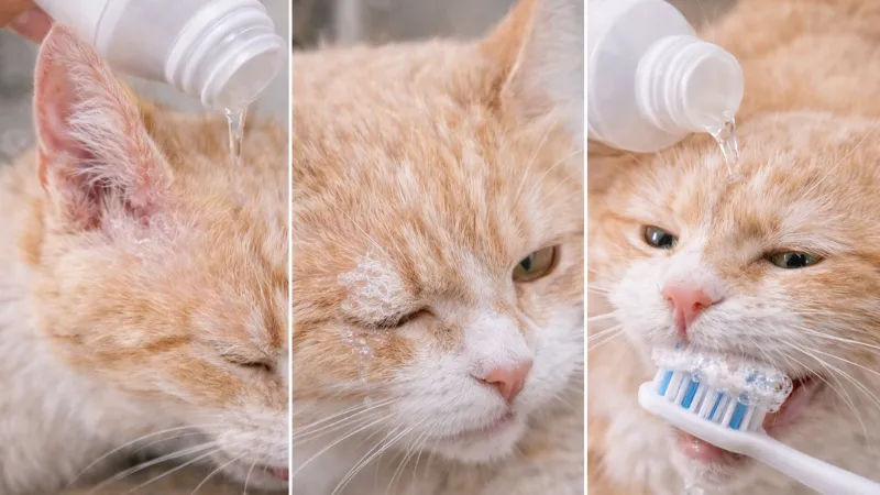 Cat showing discomfort as hydrogen peroxide exposure risk near ears eyes or mouth.