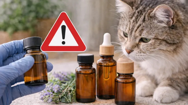 A cat examined closely near an essential oil bottle