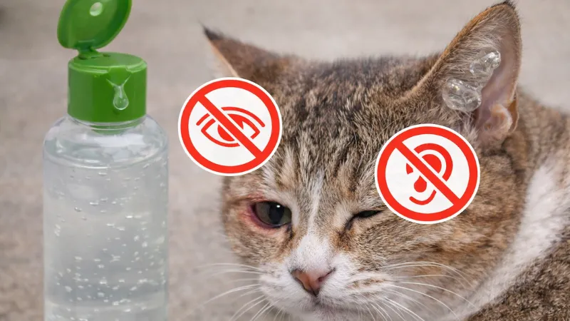 A cat with aloe vera gel near its eye and ear alongside warning symbols, illustrating why aloe products require caution around cats