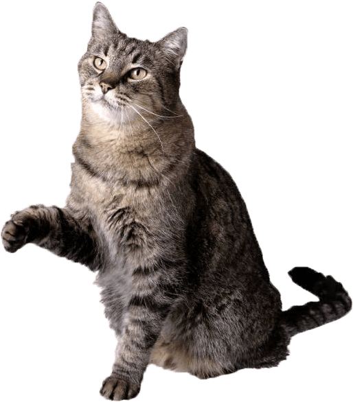 cat png 40349