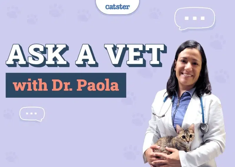 imgi 388 Catster Ask Dr Paola Featured Image
