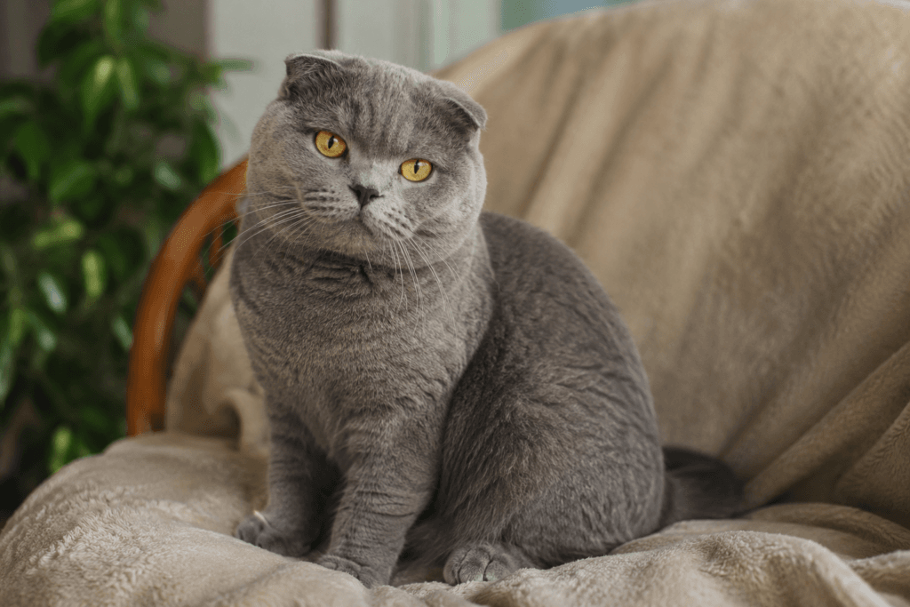 Scottish Fold British Shorthair mix cat with round face and plush coat