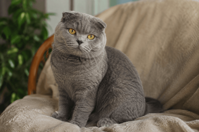 Scottish Fold British Shorthair mix cat with round face and plush coat