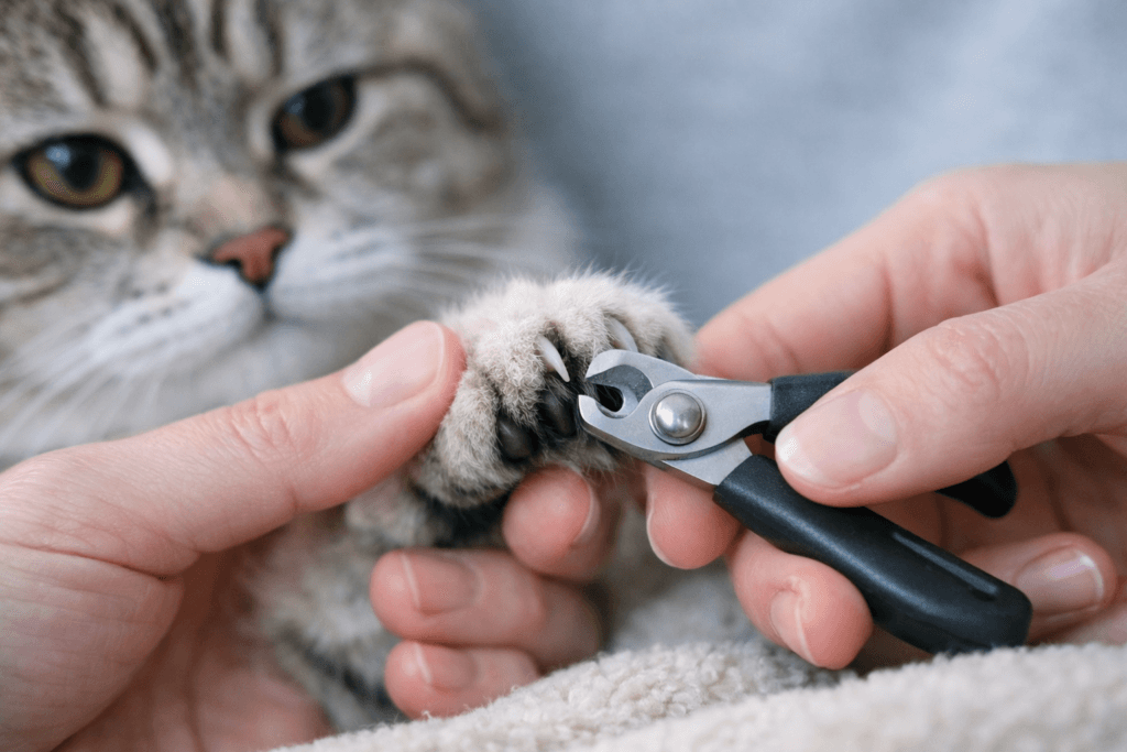 Scottish Straight Grooming | Step-by-Step Care Guide 2 scottish straight grooming nail trimming