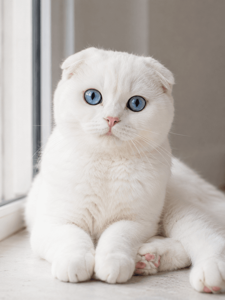 Close-up of a white Scottish Fold cat with blue eyes and folded ears